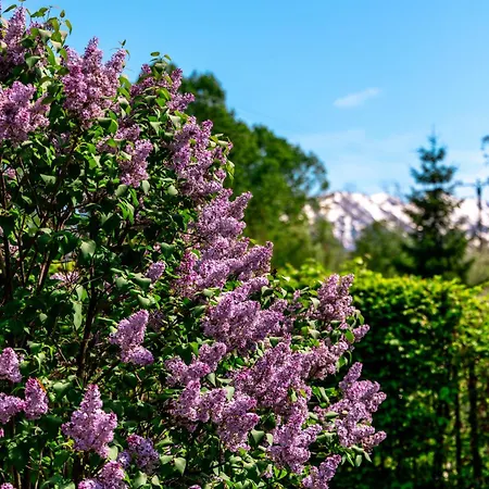 Pensjonat Pensiunea Poiana Avrigului 4*